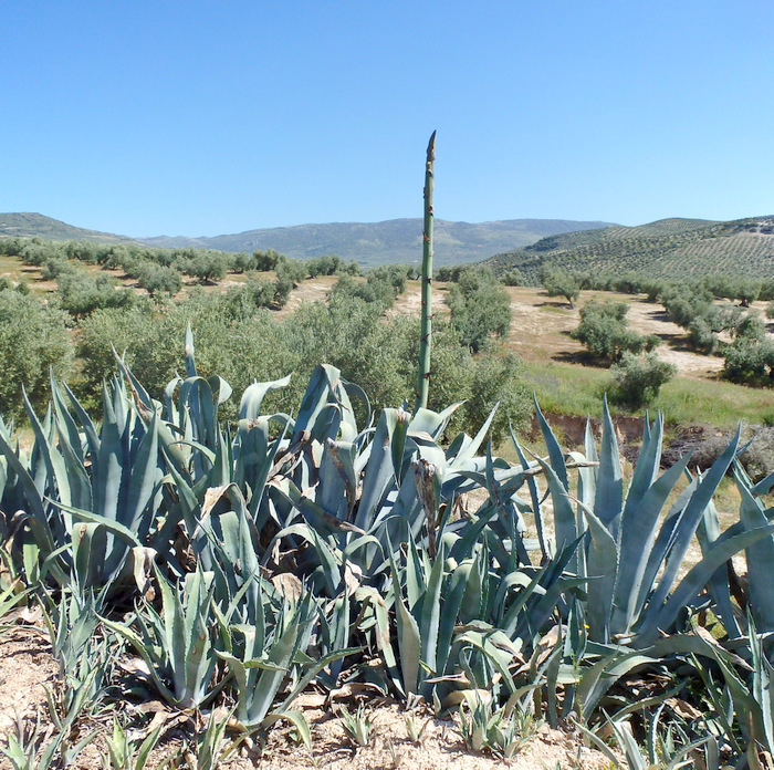 Agave or Aloe Vera? It is an Old Plant.